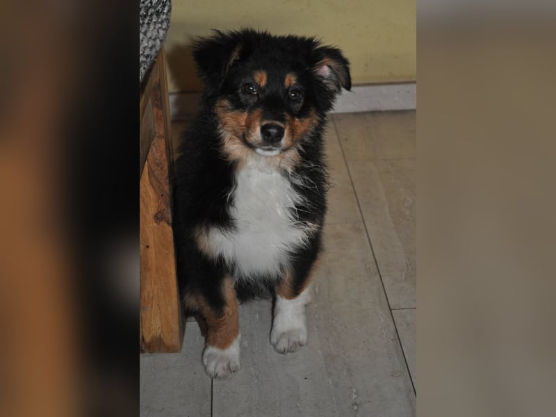 5 Sterne Zuhause für unsere Romy (ASCA) gesucht