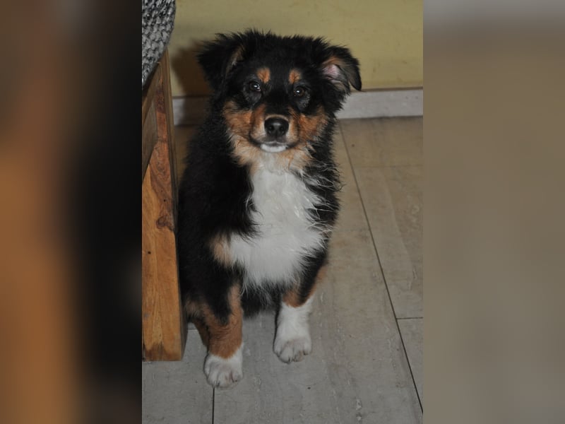 5 Sterne Zuhause für unsere Romy (ASCA) gesucht