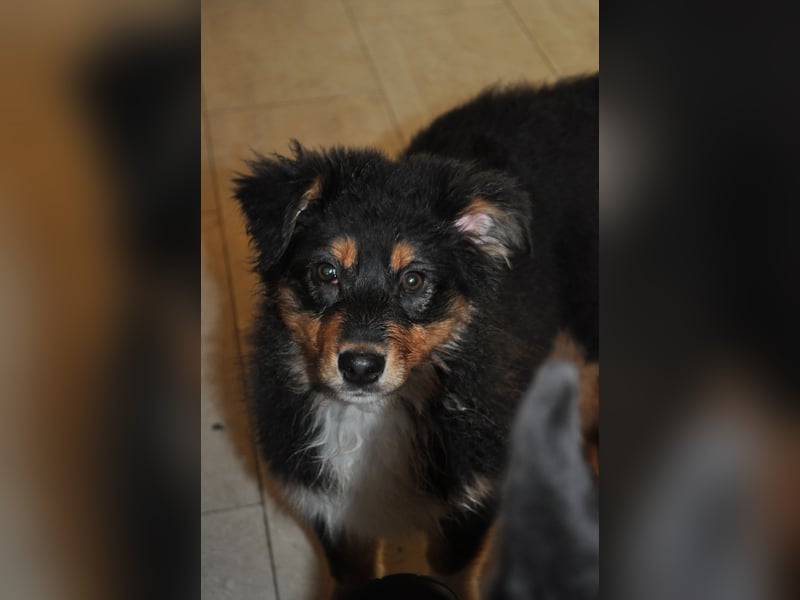 5 Sterne Zuhause für unsere Romy (ASCA) gesucht