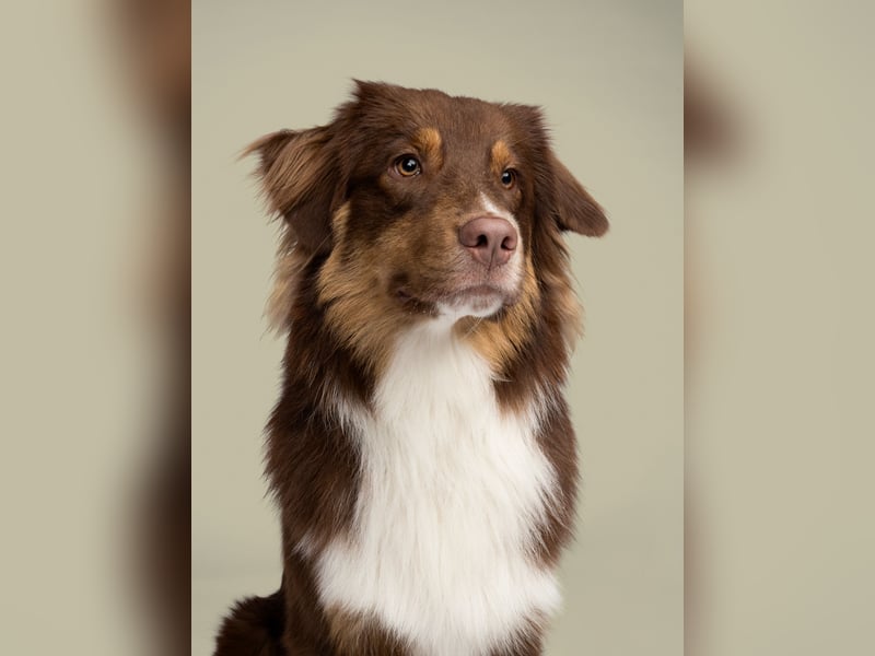 Australian Shepherd sucht erfahrene Menschen