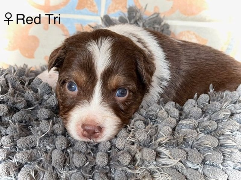 Australian Shepherd Hündin sucht das perfekte Zuhause :-)