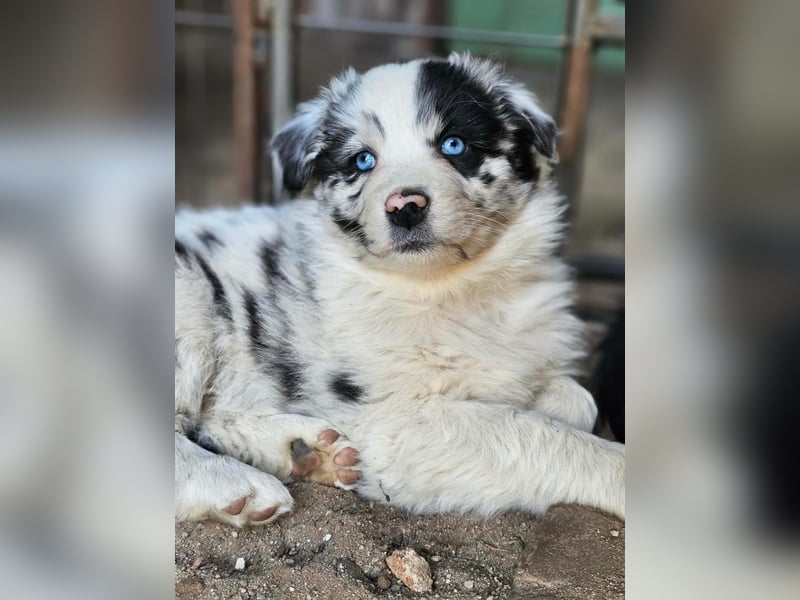 Australian Shepherd Hündin sucht das perfekte Zuhause :-)