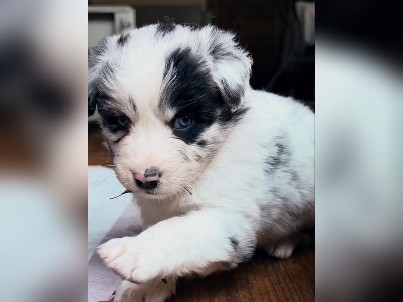 Australian Shepherd Hündin sucht das perfekte Zuhause :-)