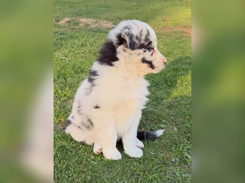 Australian Shepherd Hündin sucht das perfekte Zuhause :-)