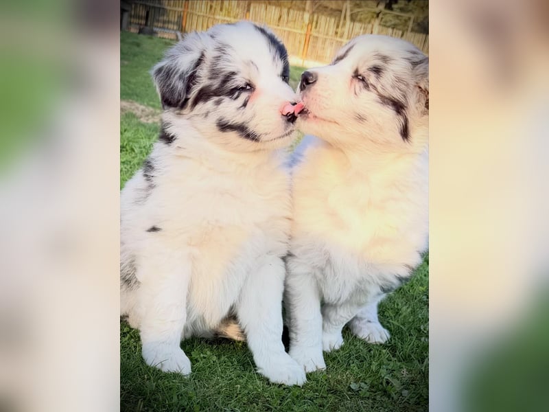 Australian Shepherd Hündin sucht das perfekte Zuhause :-)