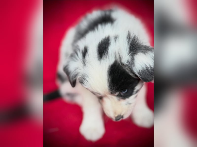 Australian Shepherd Hündin sucht das perfekte Zuhause :-)