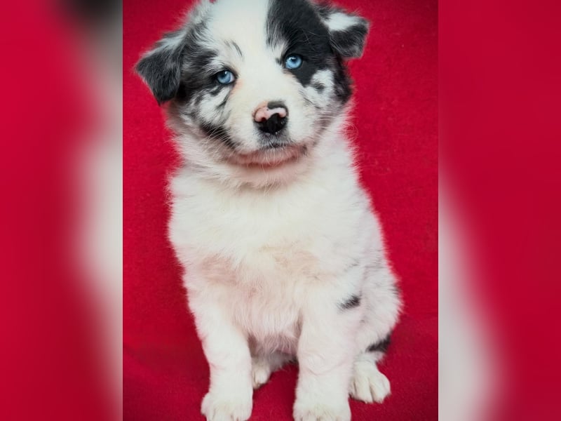 Australian Shepherd Hündin sucht das perfekte Zuhause :-)