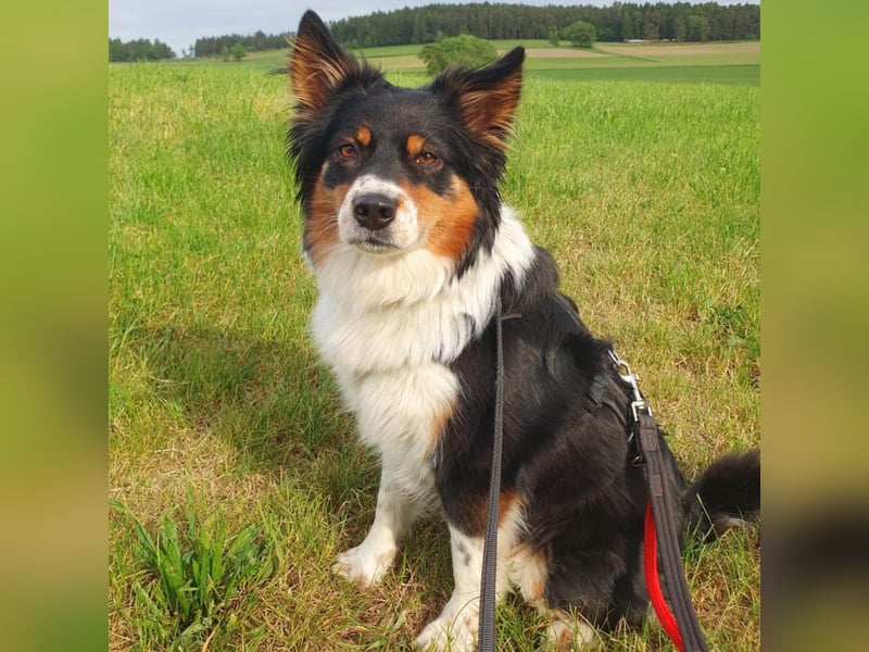 Menschenbezogen aber reizoffen - Elsa wartet in 92431 Neunburg.