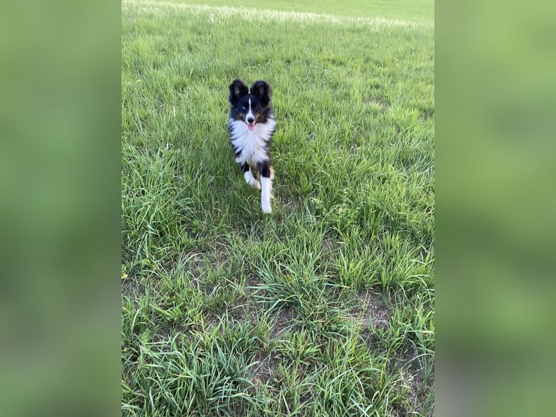 2 süße Australien Shepard Brüder 1 Jahr alt