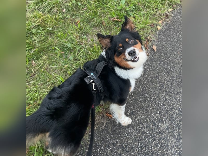 Elsa - eine sensible Hündin