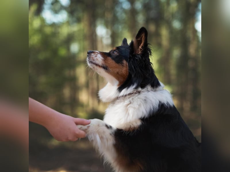 Elsa - eine sensible Hündin
