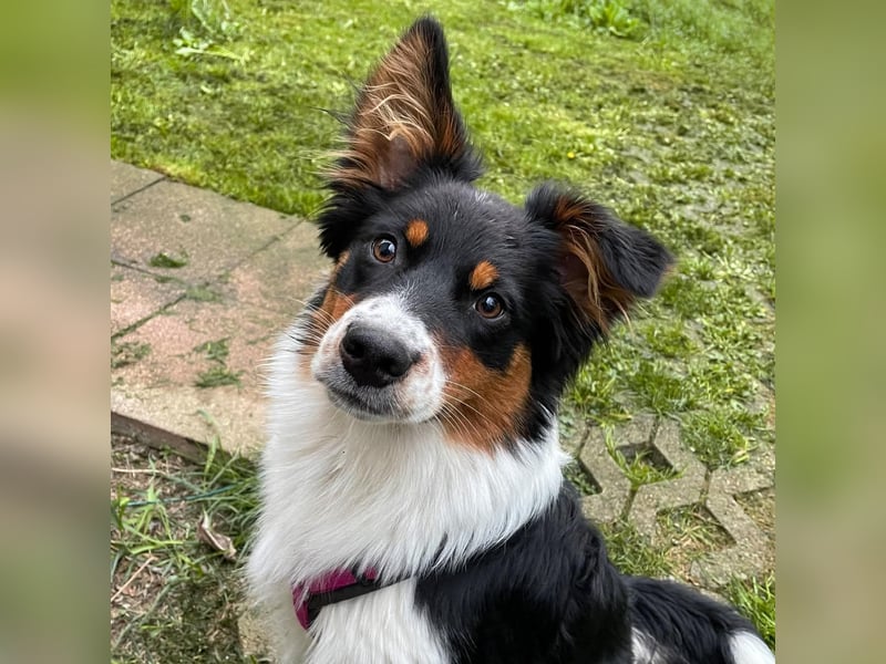 Elsa - eine sensible Hündin