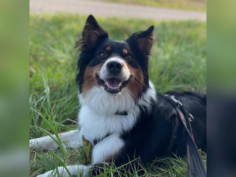 Elsa - eine sensible Hündin