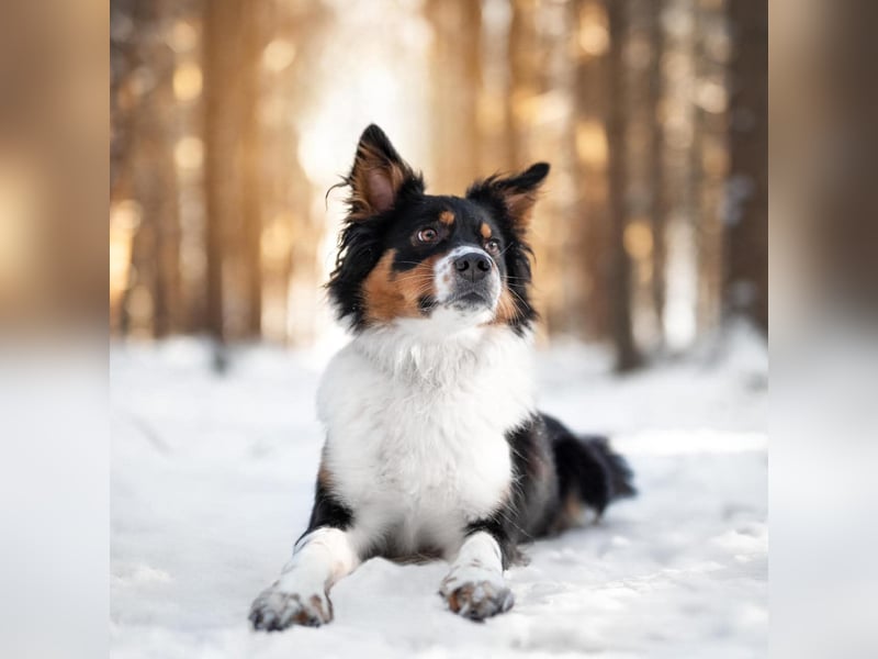 Elsa - eine sensible Hündin