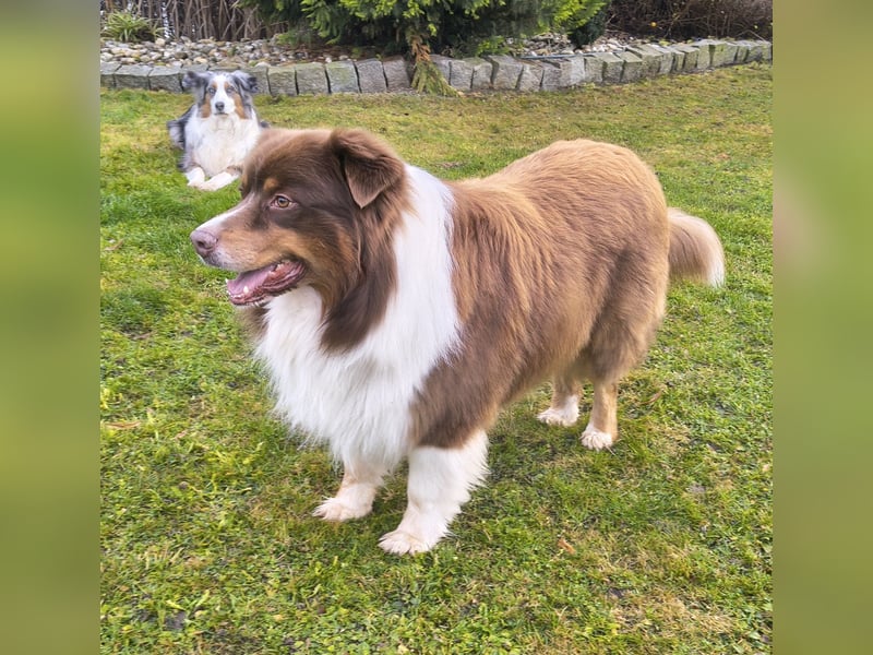 6-jähriger Australian Shepherd Rüde red-tri