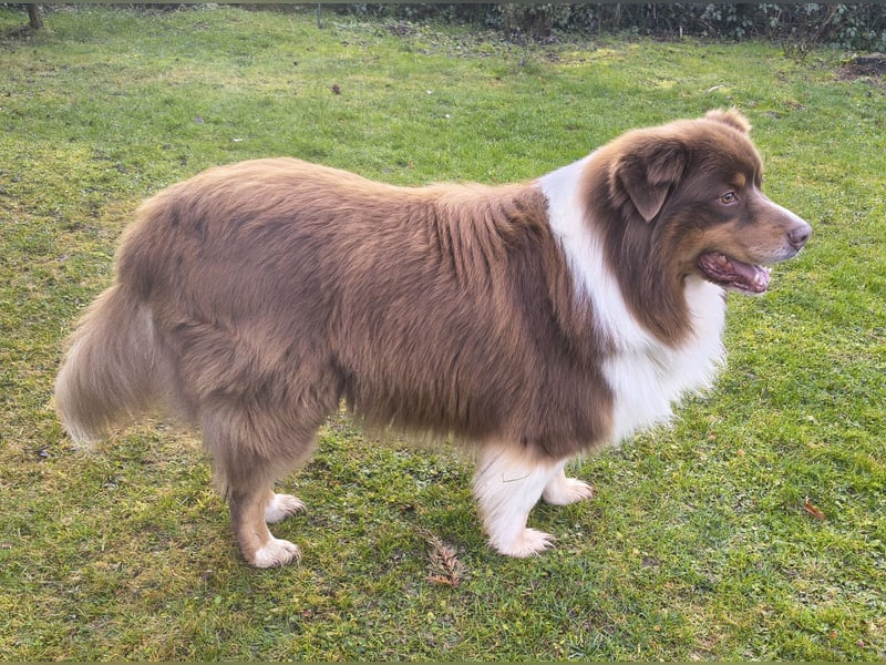 6-jähriger Australian Shepherd Rüde red-tri