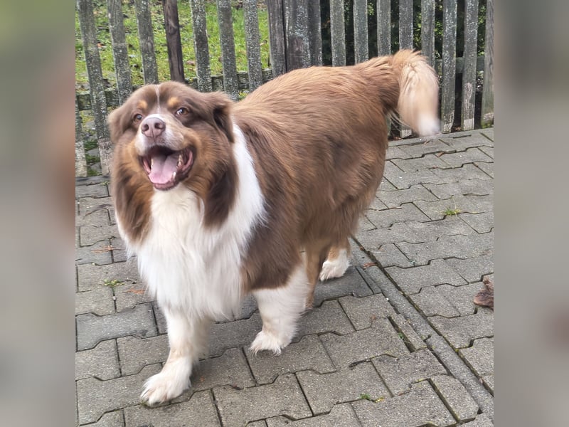 6-jähriger Australian Shepherd Rüde red-tri