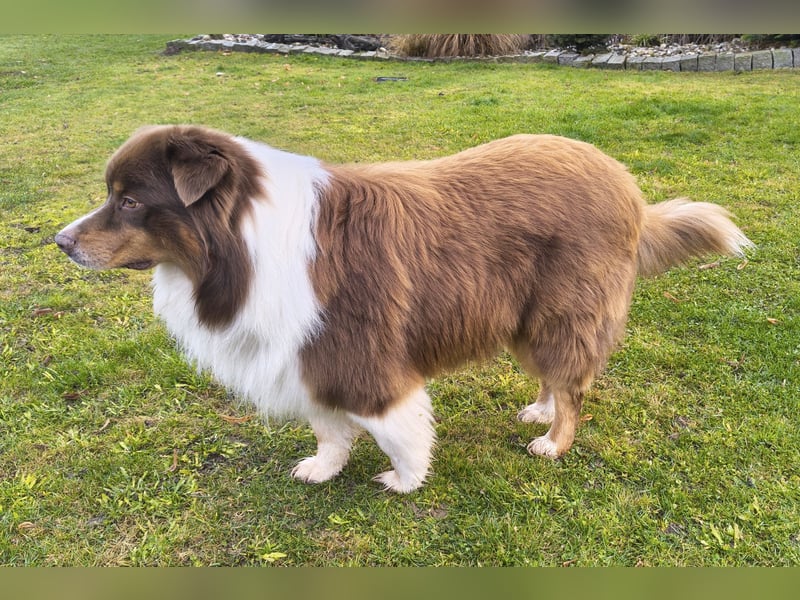 6-jähriger Australian Shepherd Rüde red-tri
