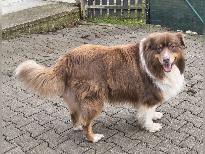 6-jähriger Australian Shepherd Rüde red-tri