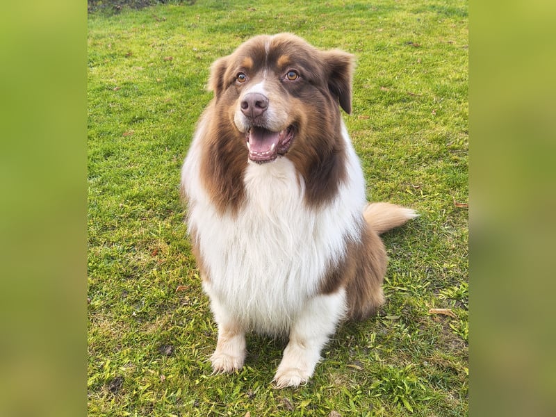 6-jähriger Australian Shepherd Rüde red-tri