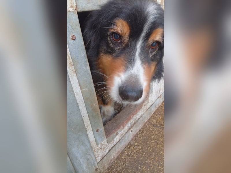 Virag, hübsche Australian Shepherd Hündin geb. 06/2021