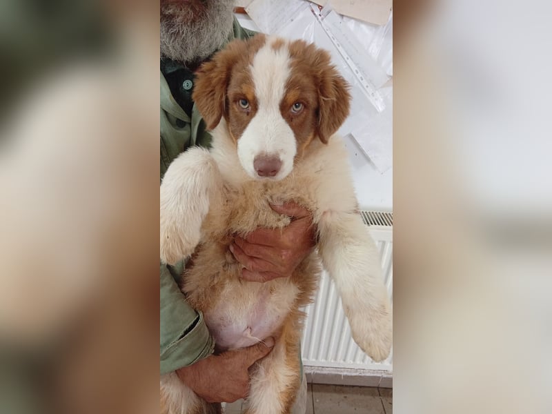 Artur, süßer Australian Shepherd Welpe geb. 05/2026