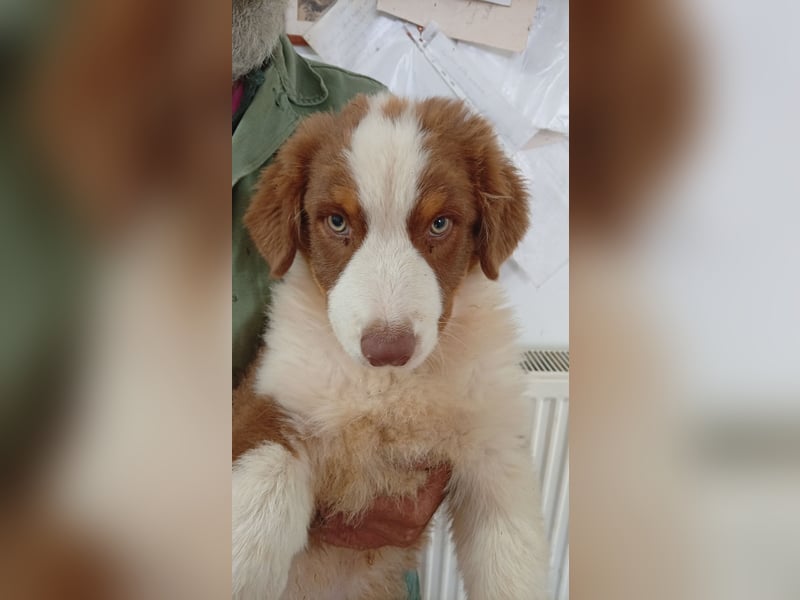 Artur, süßer Australian Shepherd Welpe geb. 05/2026