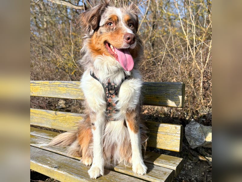 Holly - suchen ländliches,ruhiges Zuhause