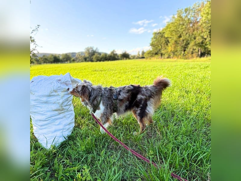 Holly - suchen ländliches,ruhiges Zuhause