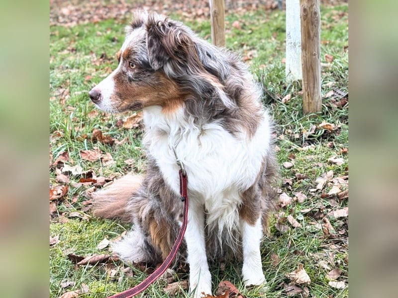 Holly - suchen ländliches,ruhiges Zuhause