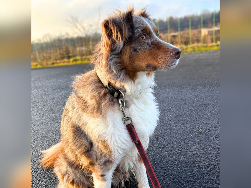 Holly - suchen ländliches,ruhiges Zuhause