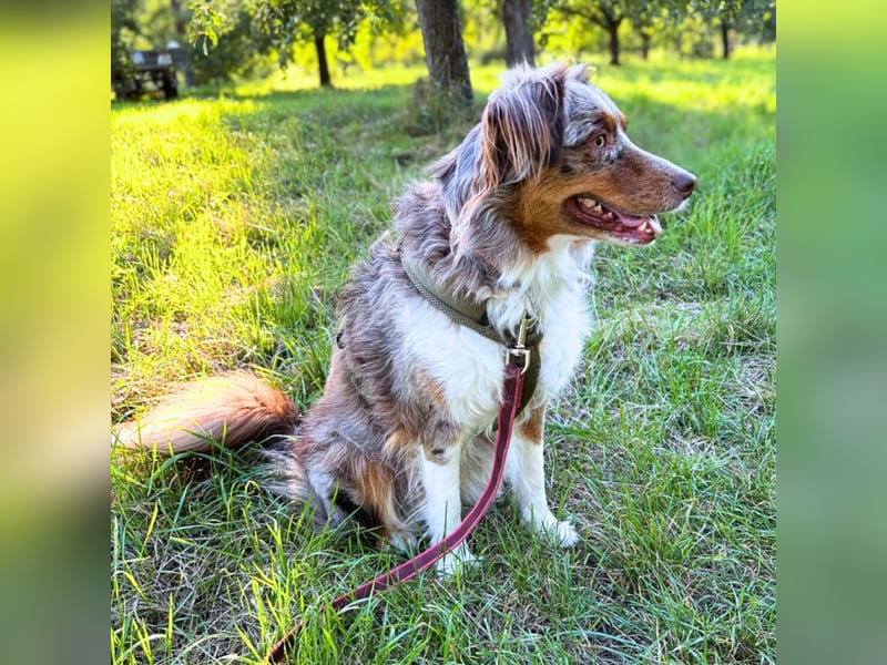 Holly - suchen ländliches,ruhiges Zuhause