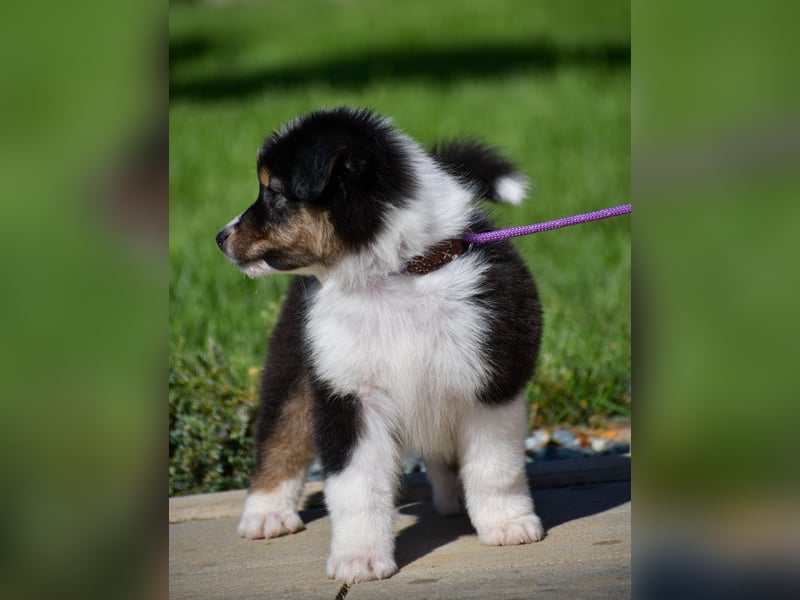 Australian Shepherd Welpen