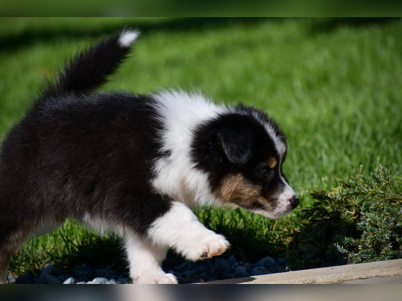 Australian Shepherd Welpen