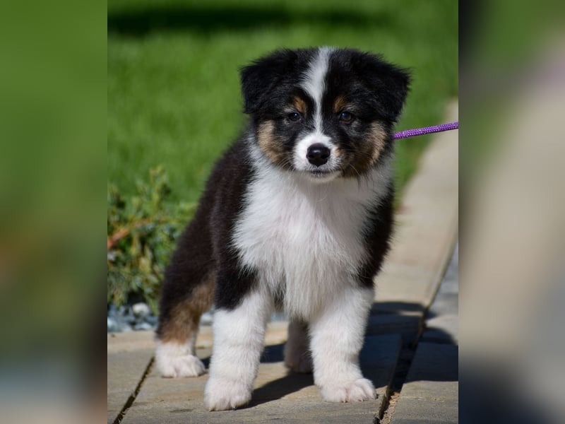 Australian Shepherd Welpen