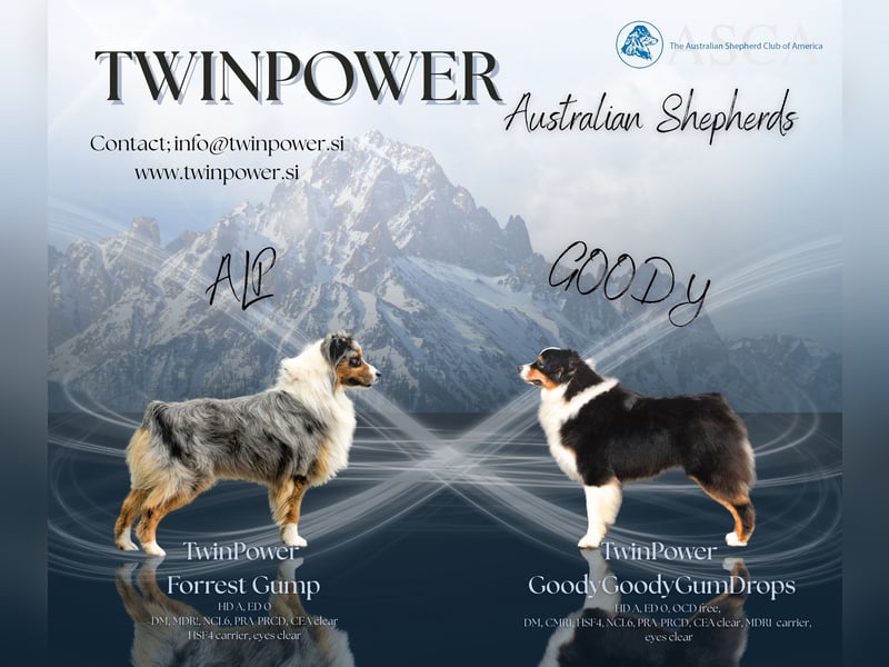 Australian Shepherd Welpen