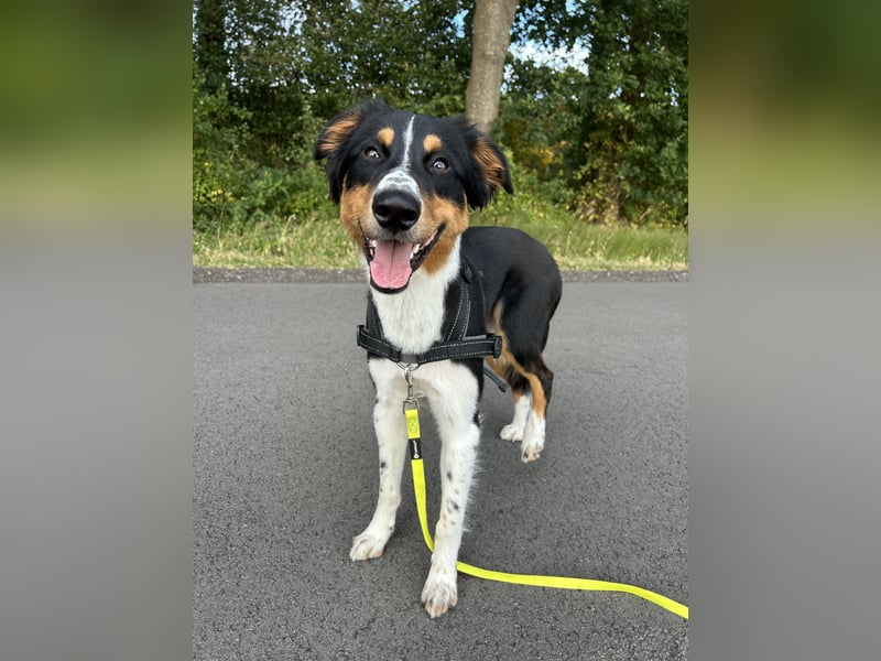 Australian Shepherd Rüde