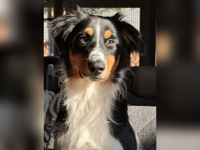Australian Shepherd Rüde