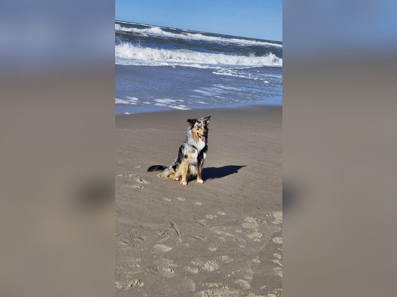Bewegungsfreudiger Australian Shepherd Kahlo wartet in 10405 Berlin.