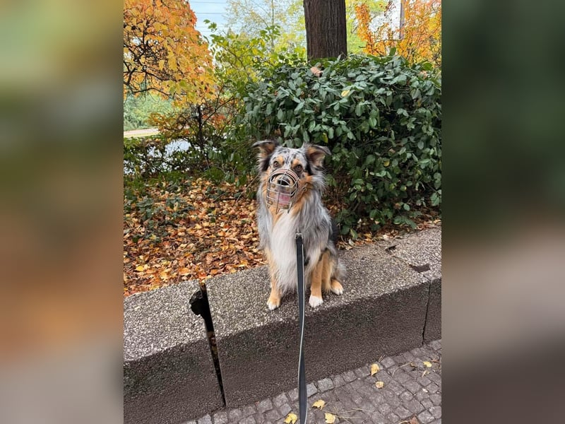 Bewegungsfreudiger Australian Shepherd Kahlo wartet in 10405 Berlin.