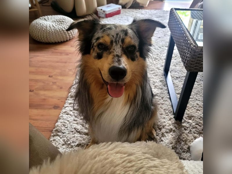 Bewegungsfreudiger Australian Shepherd Kahlo wartet in 10405 Berlin.