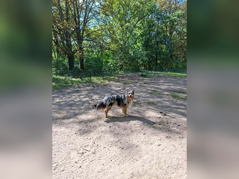 Bewegungsfreudiger Australian Shepherd Kahlo wartet in 10405 Berlin.