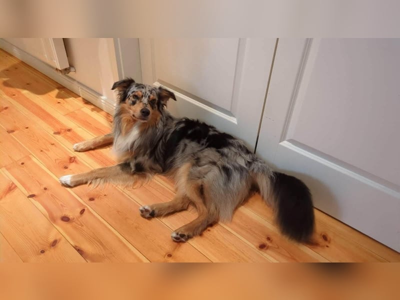 Bewegungsfreudiger Australian Shepherd Kahlo wartet in 10405 Berlin.