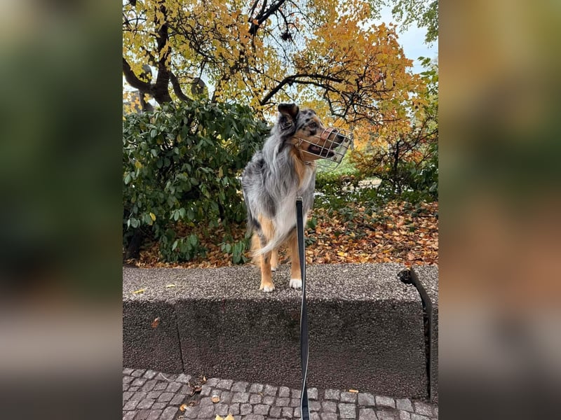 Bewegungsfreudiger Australian Shepherd Kahlo wartet in 10405 Berlin.