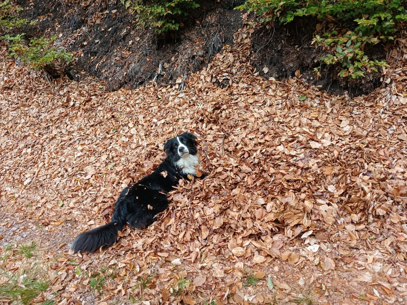 Australian Shepherd Rüde sucht