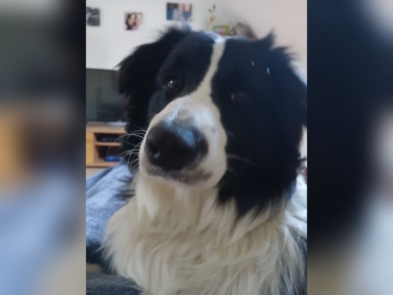 Australian Shepherd Rüde sucht