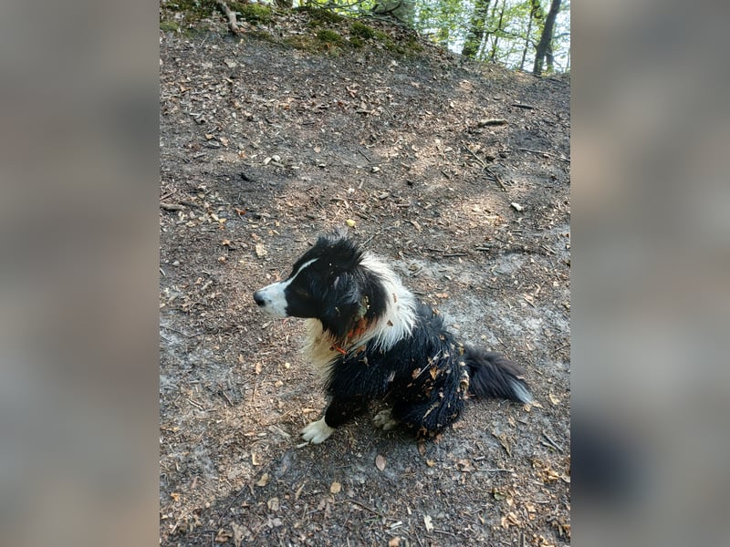 Australian Shepherd Rüde sucht
