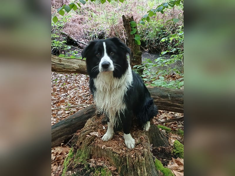 Australian Shepherd Rüde sucht