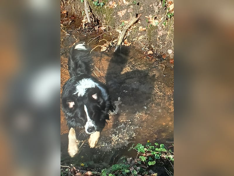 Australian Shepherd Rüde sucht
