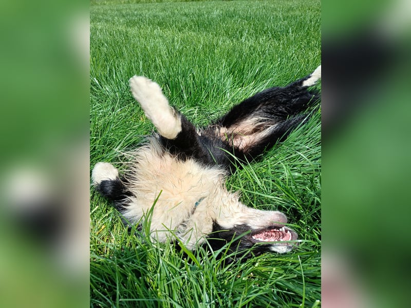 Australian Shepherd Rüde sucht